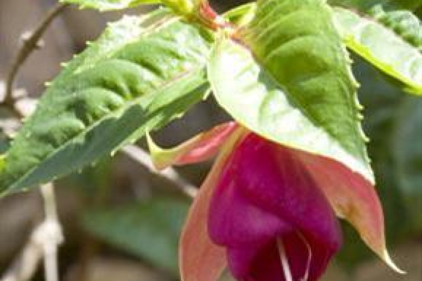 Resource #244792: image #19 Resource #244792: image #19